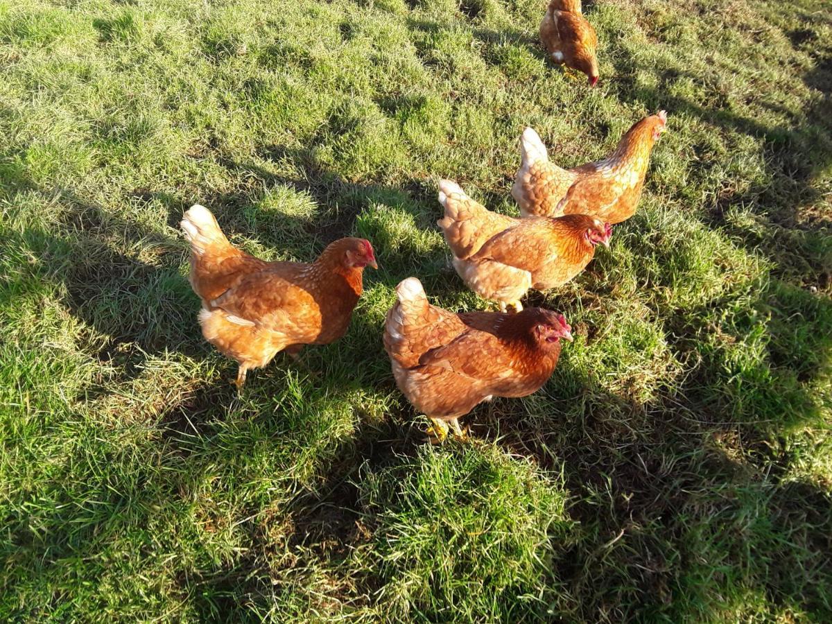 Sharlands Farm Bed And Breakfast Bude Luaran gambar