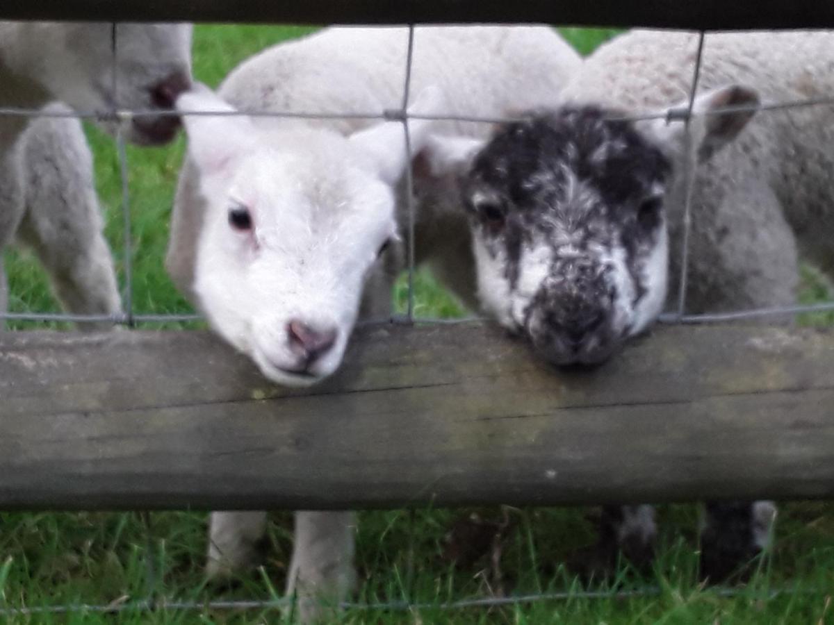 Sharlands Farm Bed And Breakfast Bude Luaran gambar
